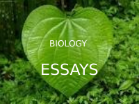 BIOLOGY ESSAYS (2).pptx